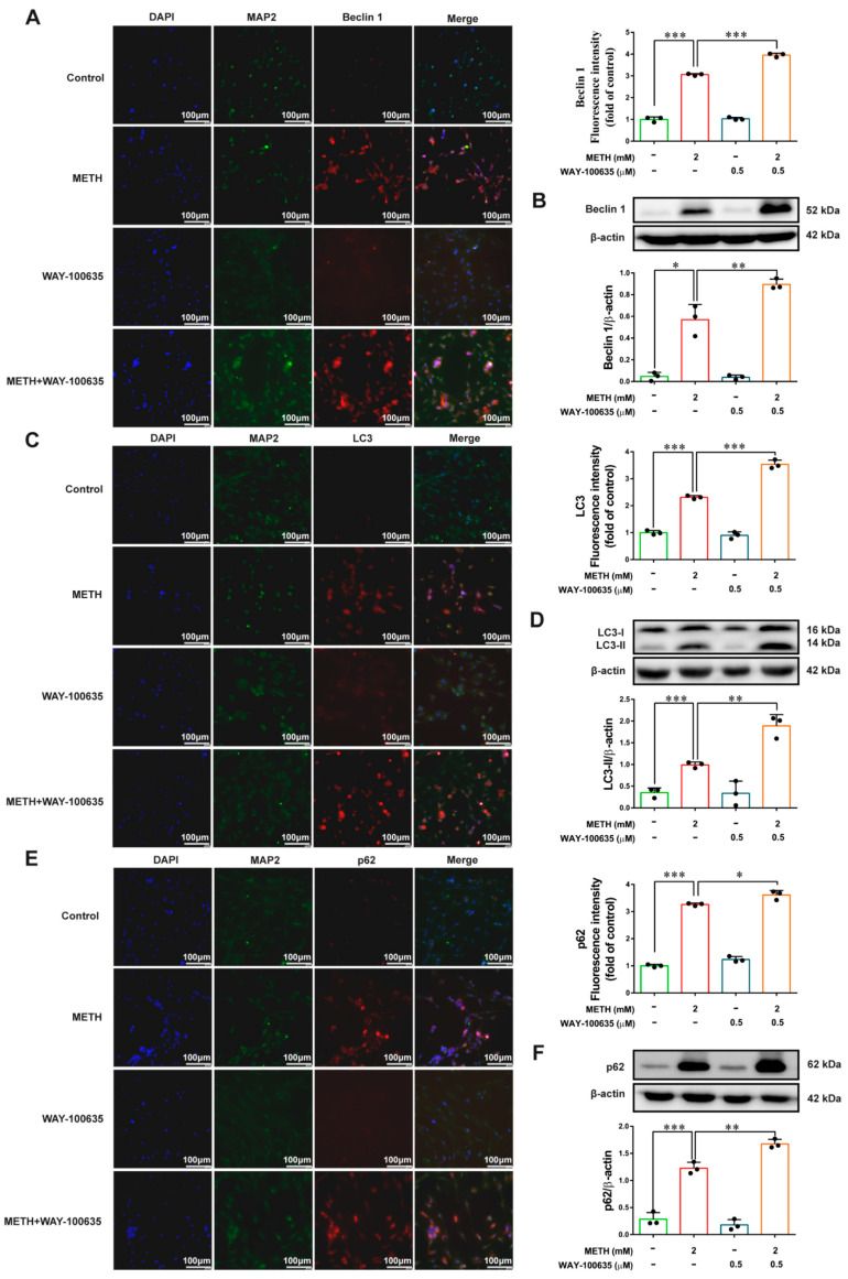 Antagonism of 5-HT1A receptors exacerbates METH-induced autophagy in primary neurons. (A–F) Immunofluorescence staining and Western blot analysis of Beclin-1, LC3 and p62 expression. Scale bar = 100 μm. Results are presented as means ± SD of three experiments. * p < 0.05, ** p < 0.01, *** p < 0.001; one-way ANOVA followed by Tukey HSD post hoc test.