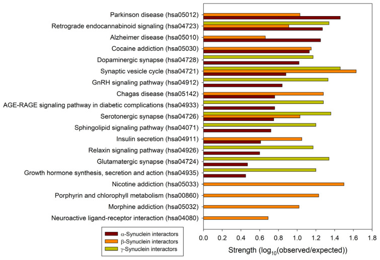 Comparison of the functional enrichments of the interactomes of human synucleins in terms of the abundance of the corresponding proteins in various KEGG pathways. Strength corresponds to Log10(observed/expected), a measure describing the scale of the enrichment effect. The ratio considered here is between the number of proteins in the given STRING-generated network that are annotated with a given term and the number of proteins that are expected to be annotated with this term in a random network of the same size.