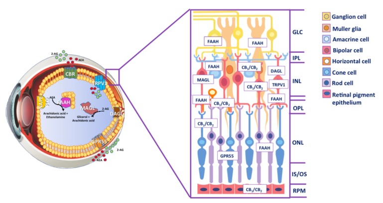 Inside the eye. Schematic representation of the human eye with an overview of ECS distribution. AEA is manly synthesized by NAPE-PLD, whereas DAGL is the most important enzyme for the biosynthesis of 2-AG. AEA and 2-AG signalling pathways are terminated by enzymatic hydrolysis, mediated primarily by the serine hydrolases FAAH and MAGL, respectively. In the cross-section, the presence of ECS element in different layers of the retina is shown. Abbreviations: AEA, anandamide; 2-AG, 2-arachidonoylglycerol; NAPE-PLD, N-arachidonoylphosphatidylethanolamine-specific phospholipase D; DAGL, diacylglycerol lipase; FAAH; fatty acid amide hydrolase; MAGL, monoacylglycerol lipase; CBR, cannabinoid receptors; GPR55, G protein-coupled receptor 55; TRPV1, transient receptor potential vanilloid type 1; GLC, ganglion cell layer; IPL, inner plexiform layer; INL, inner nuclear layer; OPL, outer plexiform layer; ONL, outer nuclear layer; IS/OS photoreceptor layer; RPE, retinal pigment epithelium.