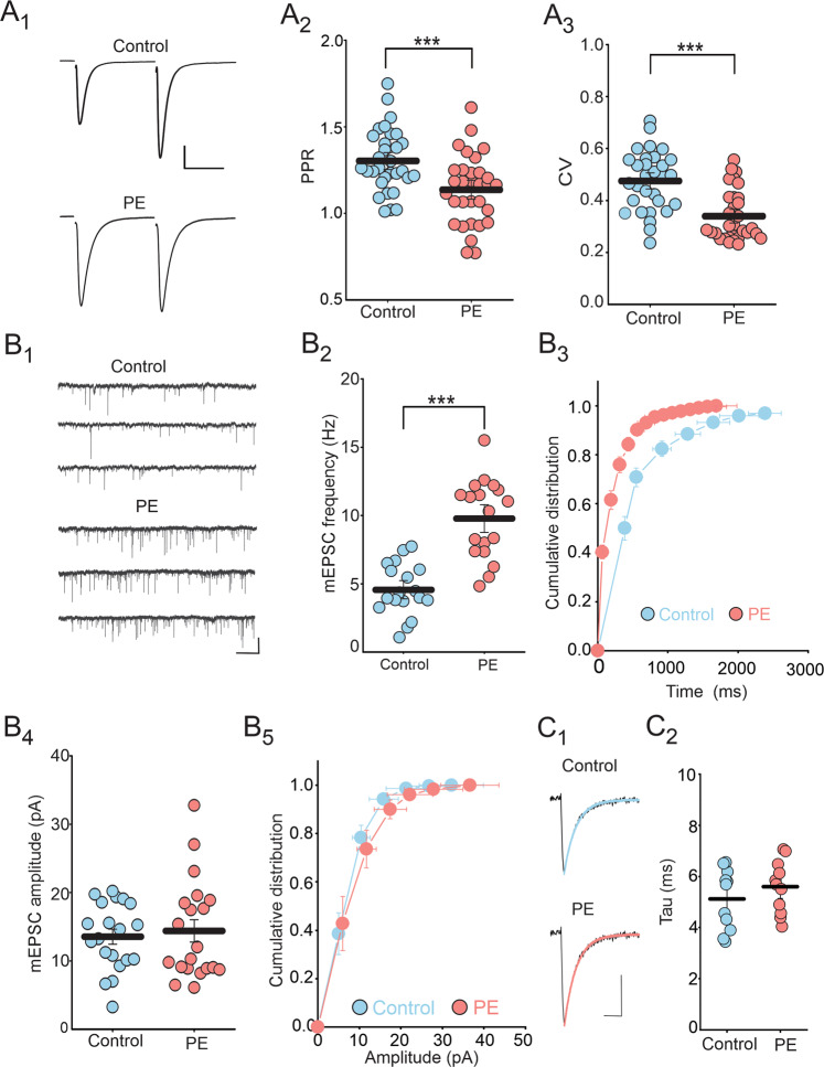 Prenatal ethanol exposure increases glutamate release in the DRn.A PE decreases both the PPR and CV of EPSCs (A1) Representative pairs of EPSC traces (average of 60 consecutive trials) evoked by paired stimuli (50 ms interval) in control (left trace) and in PE rats (right trace). (A2) Summary plot of the PPR magnitude of EPSCs obtained in control (, n = 31, N = 11 from 5 litters) and in PE rats (, n = 31, N = 11 from 5 litters, independent-samples t-test: p < 0.001). A3 Summary plot of the CV of EPSCs in control (, n = 32, N = 11 from 5 litters) and PE rats (, n = 32, N = 11 from 5 litters, Mann-Whitney test: p < 0.001). (B) PE increases the frequency, but not the amplitude of mEPSCs. B1 Representative current traces recorded from control (upper traces) and PE rats (lower traces). B2 Scatter plots of the average mEPSC frequency recorded in control (, n = 18, N = 6 from 3 litters) and PE rats (, n = 18, N = 6 from 3 litters, independent-samples t-tests: p < 0.001). B3 Cumulative distribution of mEPSC frequency obtained in control and PE rats (n = 18, N = 6 from 3 litters, K-S test: p < 0.05). B4 Scatter plots of the average mEPSC amplitude recorded in control (, n = 20, N = 7 from 4 litters) and PE rats (, n = 20, N = 7 from 4 litters, independent-samples t-tests: p > 0.05). B5 Cumulative distribution of mEPSC amplitude obtained in control () and PE rats () (n = 20, N = 7 from 4 litters, K-S test, p > 0.05). C PE has no effect on the decay kinetic of mEPSCs. C1 Averaged mEPSC traces (100) fitted with single exponential decay function and recorded from control (upper traces) and PE rats (lower traces). Scale bars: 5 pA, 5 ms. C2 Averaged decay time constant of mEPSCs obtained in control () and PE rats () (n = 11, N = 5 from 3 litters, independent-samples t-tests: p > 0.05). n = number of cells, N = number of rats.