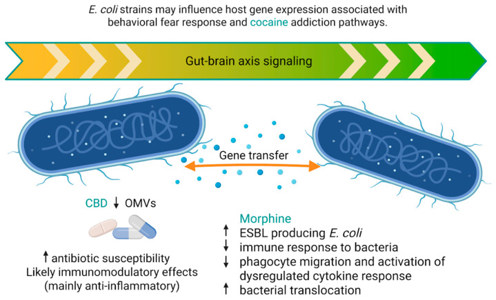 Simplified illustration of the interactions between psychoactive substances and E. coli. CBD, cannabidiol; OMVs, outer membrane vesicles; ESBL, extended-spectrum β-lactamases. Created in BioRender. Modrzejewska, M. (26 February 2026) https://BioRender.com/2mws1vr.