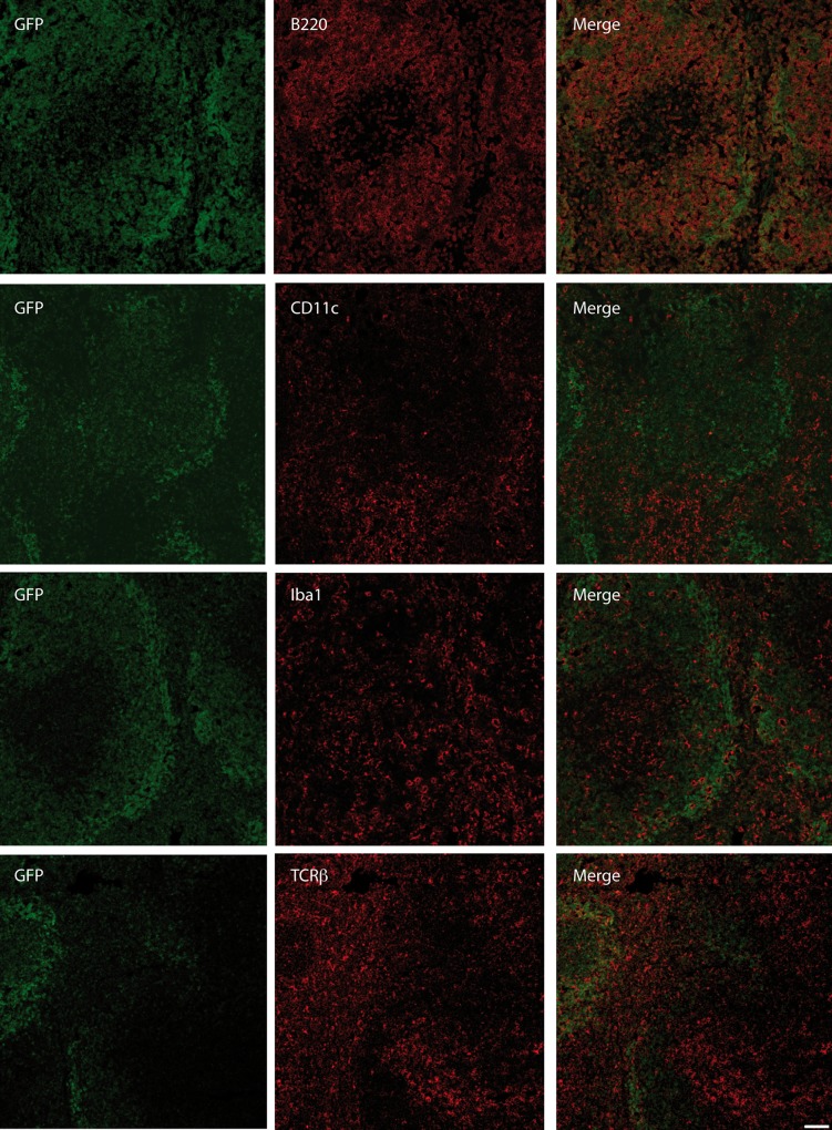 Analysis of CB2 expression in CB2-GFPTg mice.Immunohistochemical analysis of GFP expression in the spleen of CB2-GFPTg mice. Shown are representative spleen tissue sections of CB2-GFPTg stained for B220, CD11c, Iba1 and TCRβ (red), GFP expression is displayed as green staining. CB2-GFP is co-localized with B220 expression, whereas no co-expression with CD11c, Iba1 or TCRβ was observed (scale bar = 50 μm).