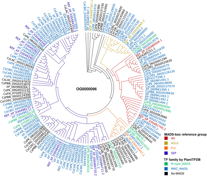 Maximum-likelihood phylogenetic tree of orthogroup OG0000096, the largest MADS-box orthogroup identified in this study, comprising members of four distinct reference clades: AG (red), AGL6 (gold), FLC (orange), and SEP (dark blue). Clades are color-coded according to their MADS-box reference clade assignment, as determined by OrthoFinder using the reference sequences from Ristevski (2023). Genes classified as MIKC_MADS (blue) and M-type MADS (green) by PlantTFDB, as well as genes that lost the conserved MADS-box domain (No-MADS, black), are also shown. Reference sequences are prefixed with “REF_”. The tree was reconstructed using IQ-TREE v2.3.6 under default parameters and visualized with FigTree v1.4.4