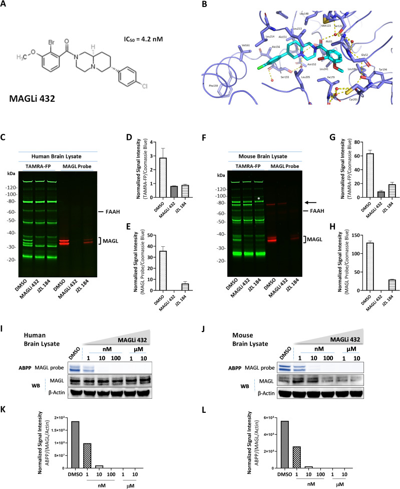 MAGLi 432 blocks MAGL in human and mouse brain lysates in a selective and potent manner.(A) Chemical structure of MAGLi 432 with an IC50 = 4.2 nM in human MAGL as determined by enzymatic assays. (B) X-ray co-crystal structure of MAGLi 432 (cyan) with human MAGL (blue). View of the active site of human MAGL (blue) reveals a non-covalent binding of the inhibitor. Interactions of MAGLi 432 with the catalytic Ser122 are mediated through the amide carbonyl group via a water molecule located in the oxyanion hole. Hydrogen bonds are depicted as yellow dashed lines. Selective MAGL inhibition by MAGLi 432 in human (C-E) and mouse (F-H) brain lysates was determined by competitive activity based protein profiling (ABPP). Brain lysates were incubated with DMSO, 10 μM MAGLi 432 or 10 μM JZL 184 and then with either a broad serine hydrolase activity-based probe (TAMRA-FP, green) or the MAGL-specific probe (red) before samples were loaded on a gel. Green fluorescent bands reveal serine hydrolases not inhibited by MAGLi 432. Red fluorescent bands reveal active MAGL not blocked by MAGLi 432. The normalized signal intensity was quantified as the average signal intensity for each MAGL fluorescent band (green or red) divided by the total protein signal intensity (Coomassie Brilliant Blue staining, S1 Fig) in human (D, E) and mouse (G, H) brain lysates (n = 2). (I-L) Assessment of MAGL potency was measured by competitive ABPP after incubation with ascending doses of MAGLi 432 in human (I) and mouse brain lysates (J) followed by incubation with the MAGL-specific probe. (K, L) The average signal intensities of active MAGL and total MAGL protein in human (K) and mouse (L) brain lysates were quantified as the total detectable active MAGL signal (ABPP) divided by the total the MAGL protein/β-actin signal (n = 2).