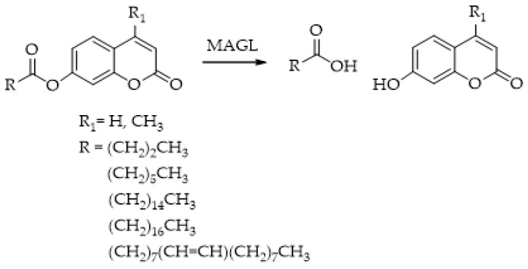 MAGL-responsive fluorescent probe: 4-methylcoumarin and coumarin-based acyl-substrates with various aliphatic chain lengths.