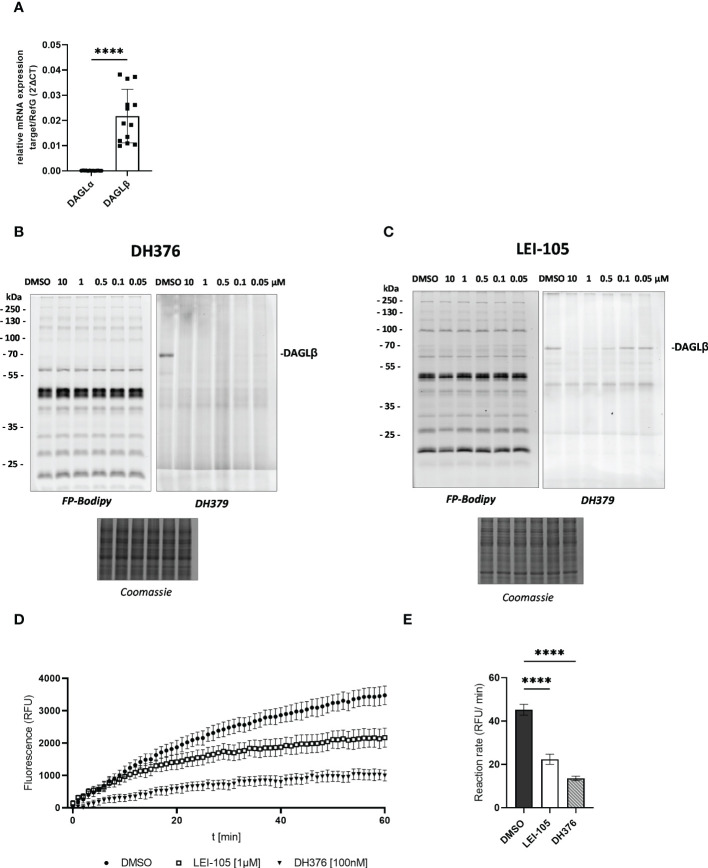 Detection of DAGL mRNA and activity in placental tissue lysates. (A) Relative DAGLα/β target gene mRNA levels were detected by RT-qPCR. Results were normalized to reference genes (RefG) 18S, RLP30 and HRPT1 detected in each sample and calculated as ΔCT. For statistics student`s t-test was applied and ΔCT values are depicted as 2 -ΔCT (n=13). (B), (C) Visualization of DAGLβ activity and selectivity profile of DH376 and LEI-105 using in-gel ABPP. Placental membrane proteomes were profiled by competitive ABPP using a probe cocktail of FP-Bodipy [500 nM] (Cy2, green) and DH379 [1 µM] (Cy3, red). Samples were incubated with indicated inhibitor concentrations or DMSO as a vehicle control. Concentration-dependent inhibition of DAGLβ by DH376 (B) and LEI-105 (C). Coomassie staining served as a protein loading control. (D) Hydrolase activity was determined using EnzChek™ lipase substrate [0.5µM] and displayed as relative fluorescence units (RFU) per time. DAGLβ activity determined by applying LEI-105 [1 µM] and DH376 [100 nM]. (E) The slope of the linear interval t=10 to t=60 min was used to calculate the enzymatic rate (RFU/min). One-way ANOVA for multiple comparisons followed by Benjamini- Hochberg post hoc was applied to quantify the differences of enzymatic activities (n=4). Data are depicted in mean ± SEM; ****p ≤ 0.0001.