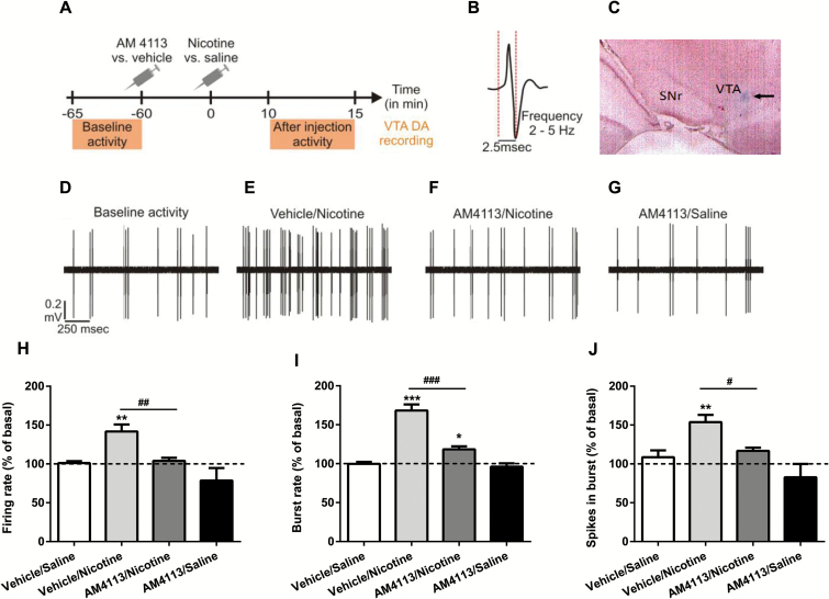 AM4113 blocks nicotine-induced increases of ventral tegmental area (VTA) dopamine (DA) neuronal activity. (A) Timeline of the experiment. (B) Typical DA action potential waveform. (C) Microphotograph of coronal section through the VTA showing the deposit of pontamine sky blue done at the end of recordings. (D) Raw traces showing an example of baseline activity. (E) Increase in the activity observed 10 minutes after the injection of nicotine in the vehicle/nicotine group. (F) Blocking effect of AM4113 in the AM4113-/nicotine-treated group. (G) Effects of AM4113 (3mg/kg) on VTA DA neuronal firing rate in the vehicle/nicotine (n=10), AM4113/nicotine (n=10), and AM4113/vehicle (n=9) groups. In (H), burst rate (I) and spikes firing in burst (J) (vs vehicle/saline-treated group, n=10), *P<.05, **P<.01, ***P<.001 from vehicle/saline. Note the significant differences in neuronal activity between the vehicle/nicotine and AM4113/nicotine treatments (#P<.05, ##P<.01, ###P<.001). Bars represent mean ± SEM.