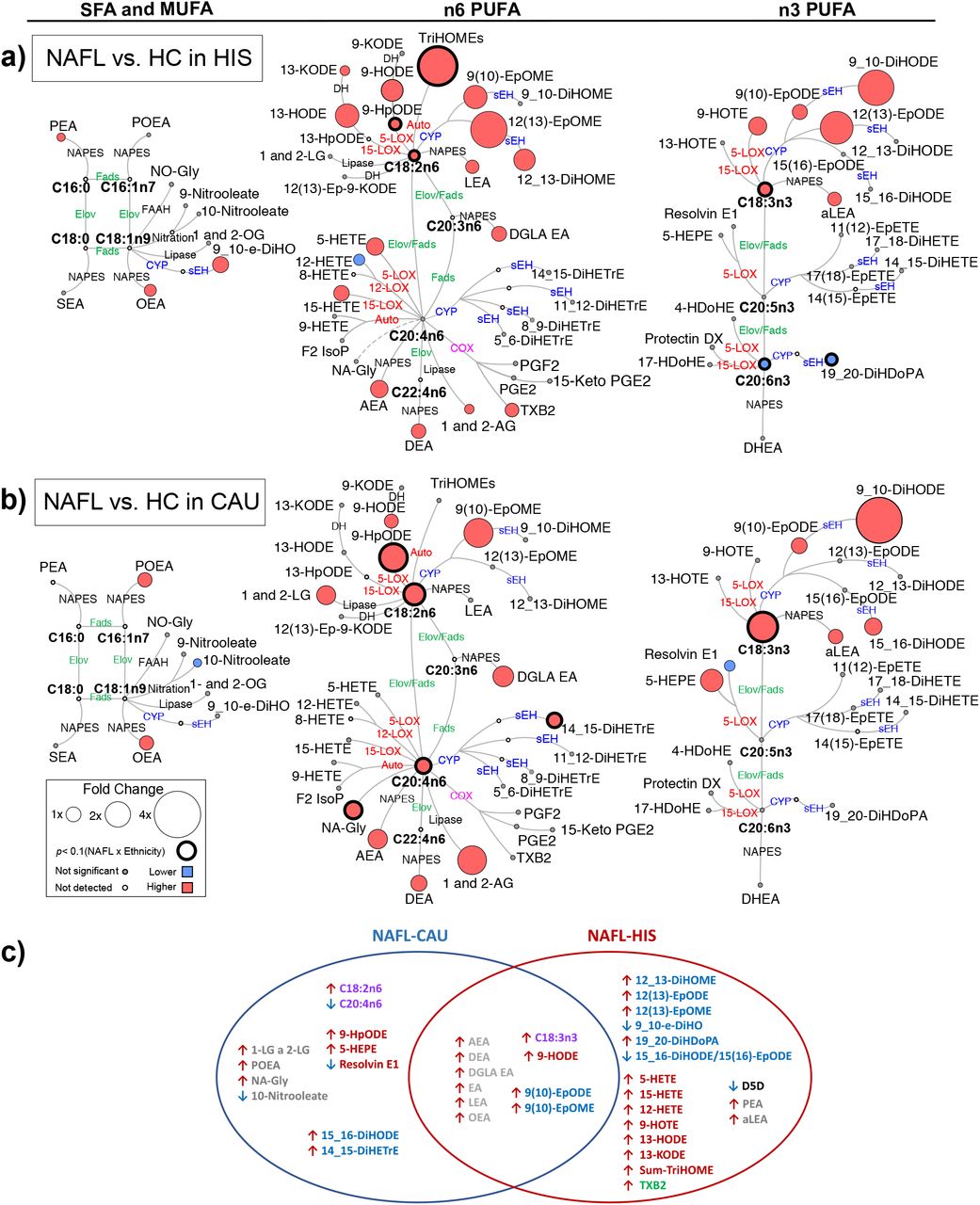 Differences in plasma PUFA and lipid mediators between NAFL compared to HC in primary cohort.Metabolic network for (a) HIS; (b) CAU illustrating saturated (SFAs), monounsaturated (MUFAs) and polyunsaturated fatty acids (PUFAs), including n-3 and n-6 fatty acids with pathway of oxylipins and endocannabinoids synthesis. Node size represents the fold change of lipids, calculated for each ethnicity separately as (HC - NAFL)/HC. Node’s color represents the directionality of metabolite differences: higher in NAFL (red); lower in NAFL (blue); no change (grey). Only fold change for lipids with differences between NAFL vs. HC (t-test raw p <0.05) and/or with interaction (ethnicity x NAFL) (ANCOVA raw p <0.05) are shown. Lipids with interaction (ethnicity x NAFL) (ANCOVA raw p <0.05) are marked with a solid circle and lipids. Lipids means and corresponding p-values are detailed in Table S3. NAFL (n =10 HIS and 8 CAU); HC (n =14 HIS and 8 CAU). (b) Venn-Diagram illustrating overlapping and unshared differences in plasma PUFA and lipid mediators between NAFL and HC in both ethnicities. Metabolites with FDR-adjusted p <0.2 are shown. Fatty acids are shown in (purple). Other metabolites are colored according to their metabolizing enzymes pathways, lipoxygenase, and autoxidation (red); cytochrome p450 epoxygenase and soluble epoxide hydrolase (blue); cyclooxygenase (green); N- acylphosphatidylethanolamide-phospholipase D (grey); other (black). Fatty acids are described by number of carbons and double bounds of the fatty acyl moiety (i.e., C18:2n6). CAU, Caucasian; HIS, Hispanics; HC, Healthy control; NAFL, Non-alcoholic fatty liver; ADH, alcohol dehydrogenase; AEA, arachidonoyl ethanolamine; AG, arachidonoyl glycerol; Auto, autoxidation; COX, cyclooxygenase; CYP, cytochrome P450; DEA, docosatetraenyl ethanolamide; DGLEA, dihomo-gamma-linolenoyl ethanolamide; DH, dehydrogenase; DHEA, docosahexaenoyl ethanolamide; DiHDoPA, dihydroxydocosapentaenoic acid; DiHETE, dihydroxyeicosatetraenoic acid; DiHETrE, dihydroxyeicosatrienoic acid; DiHO, dihydroxyoctadecanoic acid; DiHODE, dihydroxyoctadecadienoic acid; DiHOME, dihydroxyoctadecenoic acid; Elov, fatty acid elongase; Ep-KODE, epoxyoxooctadecenoic acid; EpETE, epoxyeicosatetraenoic acid; EpODE, epoxyoctadecadienoic acid; EpOME, epoxyoctadecenoic acid; F2-IsoP, F2 isoprostanes; FAAH, fatty acid amide hydrolase; Fads, fattyaciddesaturase; HDoHE, hydroxydocosahexaenoic acid; HEPE, hydroxyeicosapentaenoic acid; HETE, hydroxyeicosatetraenoic acid; HODE, hydroxyoctadecadienoic acid; HOTE, hydroxyoctadecatrienoic acid; HpODE, hydroperoxyoctadecadienoic acid; KETE, keto-eicosatetraenoic; KODE, keto-octadecadienoic acid; LEA, Linoleyl ethanolamine; LG, linoleoylglycerol; LOX, lipoxygenase; MUFA, Monounsaturated fatty acid; NA-Gly, arachidonylglycine; NAPES, N-acylphosphatidyl ethanolamine- specific; NO-Gly; OEA, oleoyl ethanolamine; OG, oleoylglycerol; PEA, palmitoyl ethanolamine; PGE, prostaglandin E; PGF, prostaglandin F; POEA, palmitoleoyl ethanolamide; PUFA, Polyunsaturated fatty acids; SEA, stearoyl ethanolamide; sEH, soluble epoxide hydrolase; SFA, Saturated fatty acids; TriHOME, trihydroxyoctadecaenoic acid; TXB, thromboxane.