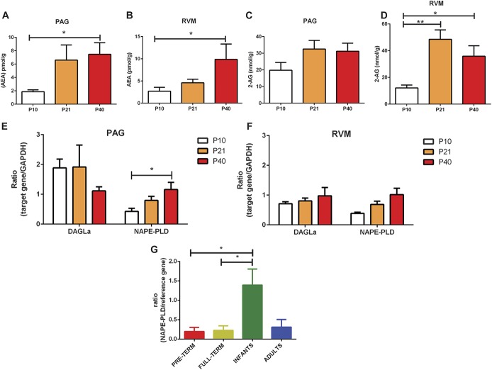 Changes in the expression of endocannabinoids (eCBs) and eCB-synthesising enzymes in the brainstem nuclei of the rat and human midbrain during postnatal development. (A and B) Mass spectrometry analysis of anandamide levels in the periaqueductal grey (PAG) and rostroventral medulla (RVM). Expression of anandamide increased during early postnatal development and reached maturity by postnatal day (P)21. (P < 0.05 in the PAG and RVM; 1-way analysis of variance [ANOVA].) (C and D) Mass spectrometry analysis of 2-arachidonoylglycerol (2-AG) levels in the PAG and RVM. No changes in the expression of 2-AG were observed in the PAG (C). Expression of 2-AG increased during early postnatal development and reached maturity by P21 in the RVM (D; P < 0.01; 1-way ANOVA). (E) Taqman real-time (RT) PCR analysis of the eCB-synthesising enzymes NAPE-PLD and DAGLα in the ventral PAG. Expression of NAPE-PLD mRNA increased during early postnatal development and reached maturity by P21 (P < 0.05; 1-way ANOVA). (F) Taqman RT-PCR analysis of NAPE-PLD and DAGLα in the RVM. No significant changes were observed. (G) Expression of NAPE-PLD mRNA was highest in the human infant midbrain compared with all other age groups tested (P < 0.01; 1-way ANOVA). Nine to 11 animals per age group used for mass spectrometry experiments. Three to 4 animals per age group for Taqman RT-PCR and immunohistochemical experiments. Four to 8 human midbrain tissue per age group used for TaqMan RT-PCR. Data shown here represent mean ± SEM. * and ** = P < 0.05 and P < 0.01, respectively, between age comparisons, 1-way ANOVA with Bonferroni multiple comparisons.