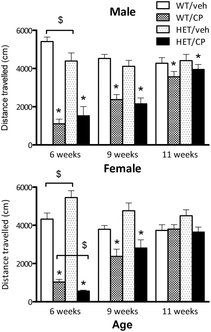 Total distance traveled (cm) by male and female mice in automated photobeam cages at the start of CP55,940 (CP) treatment at 6 weeks of age, end of CP treatment at 9 weeks of age and 2 weeks after treatment had ceased. Wild-type and HET mice were either treated with vehicle solution or CP from 6 to 9 weeks of age. CP treatment significantly reduced distance traveled in the first and second session in both sexes and distance traveled was still slightly, but significantly reduced in male mice 2 weeks after treatment had ceased (for statistical analysis see text). Additional effects between groups of animals analyzed with pairwise comparison are indicated in the figure: *P < 0.05 for differences between vehicle-treated controls and CP-treated mice based on main effect of CP in ANOVA. $P < 0.05 for difference between genotypes based on pair-wise post-hoc ANOVAs.
