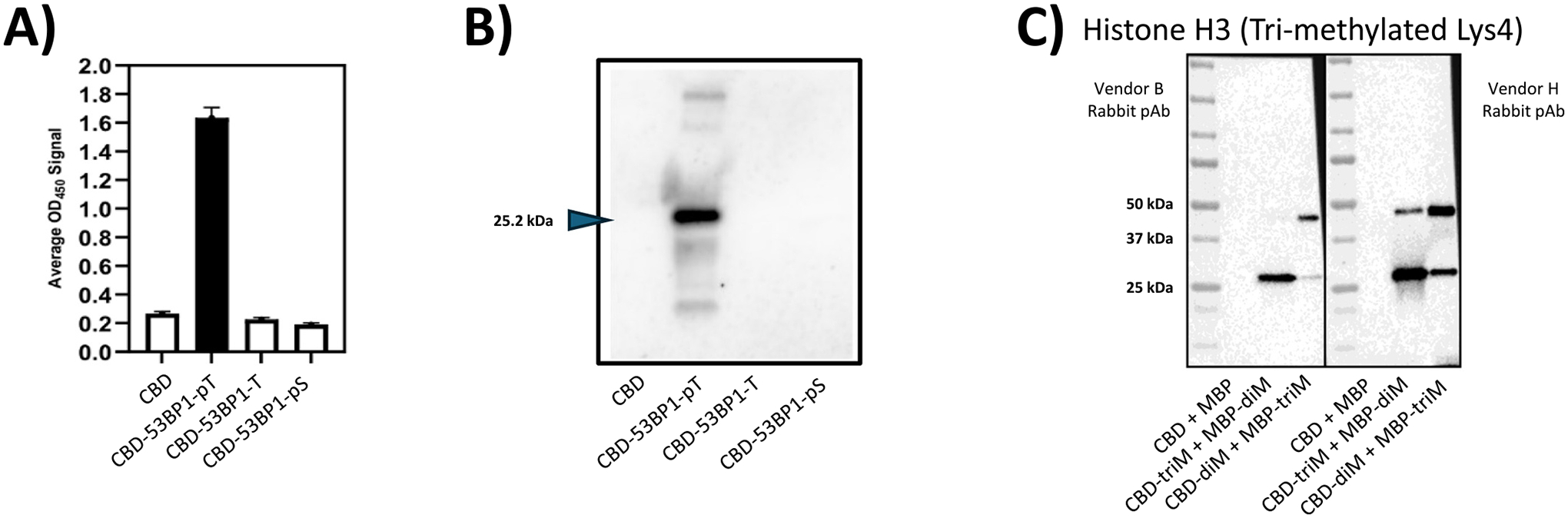 Peptide conjugated CBD is a useful surrogate antigen for PTM validation. A) Validation of an engineered FHA domain by conjugated CBD ELISA. Plates were coated with cellulose binding domain (CBD), which had been conjugated via sortase with phosphorylated (pT/pS) or non-phosphorylated (T) 53BP1 peptides. The biotinylated engineered FHA domain, A2, was added and its binding in the wells was detected with streptavidin-HRP. B) Validation of an engineered FHA domain by conjugated CBD western blot. Products from three sortase reactions and CBD were resolved by SDS-PAGE and transferred to a blot. The blot was then probed with biotinylated A2, followed by detection with streptavidin-HRP and chemiluminescence. C) Testing of two Histone H3 tri-methyl Lys4 antibodies in western blot using both MBP-conjugated (1.3 μg per lane) and CBD-conjugated proteins (1.3 μg per lane) in a single lane. Expected sizes: CBD (25.2 kDa) MBP (42 kDa). Vendor B’s blot presents one band in each lane corresponding to the tri-methylated protein only. Vendor H’s Ab displays two bands, indicating binding to both the tri-methyl and di-methyl antigens. Both blots exposed for 0.3 s.