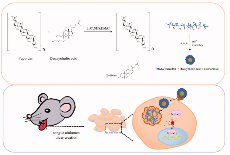 Preparation of cannabidiol/fucoidan–deoxycholic acid nanomicelles and their delivery to inflamed tongue tissue. EDC: N'-(Ethylcarbonimidoyl)-N,N-dimethylpropan-1,3-diamine monohydrochloride; NHS: N-hydroxysuccinimide; DMAP: 4-(N,N-dimethylamino)pyridine.