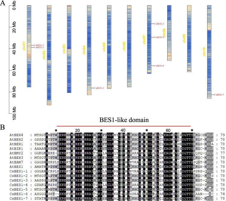 Panel A presents a chromosomal map with ten labeled chromosomes showing color-coded regions and indicating positions of BES1 gene family members, while Panel B displays a multiple sequence alignment of BES1-like domains, highlighting conserved amino acids across different genes and species with a black and white shading scale.