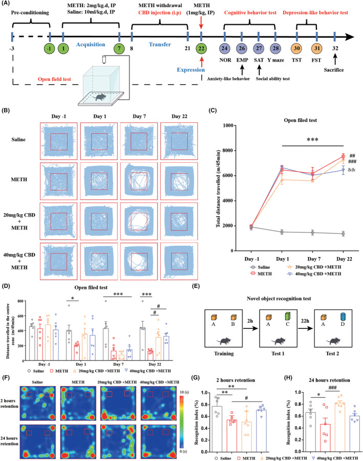Chronic administration of CBD reduces METH‐induced locomotor sensitization, anxiety‐like behavior, and cognitive impairments in mice. (A) The schedule of locomotor sensitization, mood, and cognitive function tests. (B) The tracks of mice in the open‐field apparatus. (C) Chronic administration of CBD (40 mg/kg, but not 20 mg/kg) reduced METH‐induced locomotor sensitization in mice. ***p < 0.001 versus saline group on the same day; ## p < 0.01, ### p < 0.001 versus same group on day 7; && p < 0.01 versus METH group on day 22. (D) Chronic administration of CBD alleviated METH‐induced anxiety‐like behavior in mice. *p < 0.05, ***p < 0.001; # p < 0.05. (E) The protocol of NOR test. (F) Heat maps of mice's track in the NOR test. (G) Chronic administration of CBD (40 mg/kg, but not 20 mg/kg) improved the reduction of recognition index (%) induced by METH after 2 h of training. **p < 0.01; # p < 0.05. (H) Chronic administration of CBD (20 mg/kg, but not 40 mg/kg) improved the reduction of recognition index (%) induced by METH after 24 h of training. *p < 0.05; ### p < 0.001. The data were analyzed by two‐way ANOVA (C–D) or one‐way ANOVA (G–H) followed by Tukey's multiple comparison test; all values are presented as the mean ± SEM (n = 6–8).
