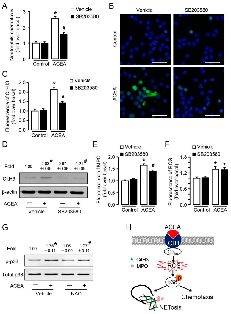 p38 MAPK signaling pathway is involved in CB1-mediated neutrophil chemotaxis and NETosis, and located in the downstream of ROS. (A) ACEA-induced neutrophil chemotaxis with or without p38 inhibitor SB203580 (10 μM). (B,C) Quantification of CitH3 immunofluorescence with or without SB203580. Scale bars, 20 μm. (D) CitH3 protein level with or without SB203580 was examined by Western blot. (E) Quantification of MPO immunofluorescence with or without SB203580. (F) ROS burst in ACEA-treated neutrophils with or without SB203580. (G) Phosphor-p38 and total p38 expression was measured by Western blot with or without NAC. (H) Schema graph of CB1 in neutrophil chemotaxis and NETosis. Data are presented as the mean ± SEM. N = 4 per group. * p < 0.05 vs. control. # p < 0.05 vs. ACEA-treated alone.