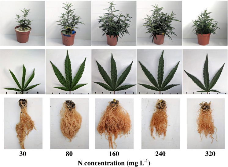 Visual appearance of the plants (top row), leaves (middle row), and roots (bottom row) under increasing N supply. From left to right: 30, 80, 160, 240, 320 mg L−1 N. Leaf images are of the youngest, fully developed leaf on the main stem, taken 31 days after the initiation of the fertigation treatments.