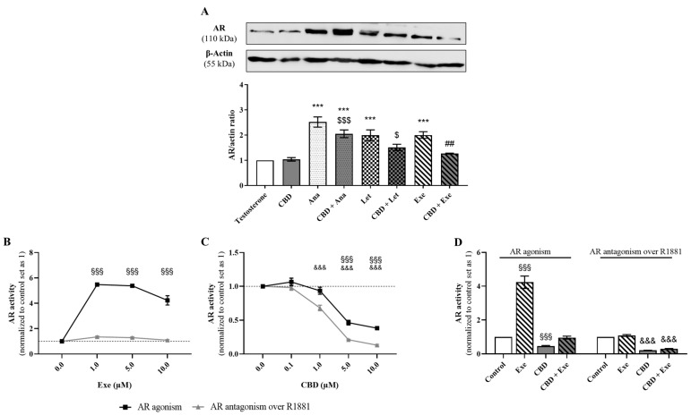 Involvement of AR in the effects of the AIs, Ana, Let, and Exe, as well as of CBD and their combinations on breast cancer cells. (A) AR protein expression levels were evaluated by Western blot in MCF-7aro cells stimulated with T (1 nM) and treated with the AIs (10 µM), CBD (5 µM) or their combinations for 3 days. Cells treated only with T were used as control. A representative Western blot of AR and β-actin, as well as the densitometric analysis of AR expression levels after normalization with β-actin levels, used as loading control, are presented. (B–D) AR transactivation assay was performed in the AR-EcoScreen™ cells treated with Exe (0.1–10 µM; B), CBD (0.1–10 µM; (C) and their combination (D) in the presence or absence of R1881 (0.1 nM) over 24 h. Statistically significant differences between MCF-7aro cells treated with compounds and control (T) are represented as *** (p < 0.001), while differences between the combinations and each AI alone are indicated as ## (p < 0.01) and the differences between the combinations and CBD as $ (p < 0.05) and $$$ (p < 0.001). For transactivation assays, the statistically significant differences between the control and cells treated with compounds but without R1881 are expressed as §§§ (p < 0.001), while differences between the control and cells treated with compounds in the presence of R1881 are denoted by &&& (p < 0.001). The original Western blots are represented in Supplementary Figure S1C.