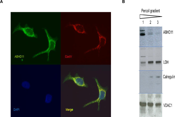 Mitochondrial expression of ABHD11 in vitro and in vivo.A- ABHD11 and COX4 co-localize in human breast adenocarcinoma MCF7 human cell line. Cells were fixed and stained with anti-ABHD11 and anti-COX4 antibodies following by incubation in DAPI (nuclei staining). Images were obtained by Leica DMI3000 confocal microscope. Representative images were captured at objective magnifications of ×40.B- mouse brain ABHD11 is in mitochondrial fraction. Purification of mitochondria from whole mouse brain by ultracentrifigation on gradient percoll density. Mitochondrial enrichment was tracked by analysis of the endoplasm reticulum protein (calregulin), cytoplasm protein L-lactate dehydrogenase A chain (LDH), and mitochondrial protein Voltage-dependent anion-selective channel protein 1 (VDAC-1). Lane 1 contains the highly enriched mitochondrial fraction. Lane 2 & 3 accumulated at the top of the gradient and contain the majority of synaptosomes, endoplasmic reticulum and cytosolic proteins. Blot images have been spliced (horizontal lines) and rearranged in preparing the figure.