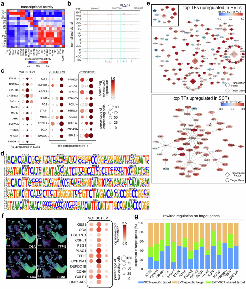 Decoding gene regulation underlying trophoblast differentiation.(a) Heatmap of chromVAR activity of cell type-specific TFs. The representative highly expressed and specific TFs/cell-type are shown. (b) Chromatin accessibility at the HLA-G locus (chr6:29,790,000–29,840,000) across major cell types. Three potential EVT-specific distal enhancer clusters (red) are located within 30 kb upstream of the HLA-G promoter (cyan). (c) Representative transcription factors (TFs) upregulated in SCTs/EVTs relative to VCTs. (d) DNA-binding motifs of the 20 most highly upregulated TFs during VCT-to-EVT transition, shown as PWM logos. (e) Gene regulatory networks (GRNs) underlying VCT-to-EVT (upper panel) and VCT-to-SCT (lower panel) differentiation. (f) UMAP and dot plots showing that EVT TFs negatively targeted genes in EVTs, many of which had preferential expression in SCTs. (g) Bar charts showing the proportion of shared target genes regulated by 16 TFs in EVT and SCT GRNs. The 16 TFs regulate distinct set of target genes despite upregulation during both VCT-to-EVT and VCT-to-SCT transition. Source data