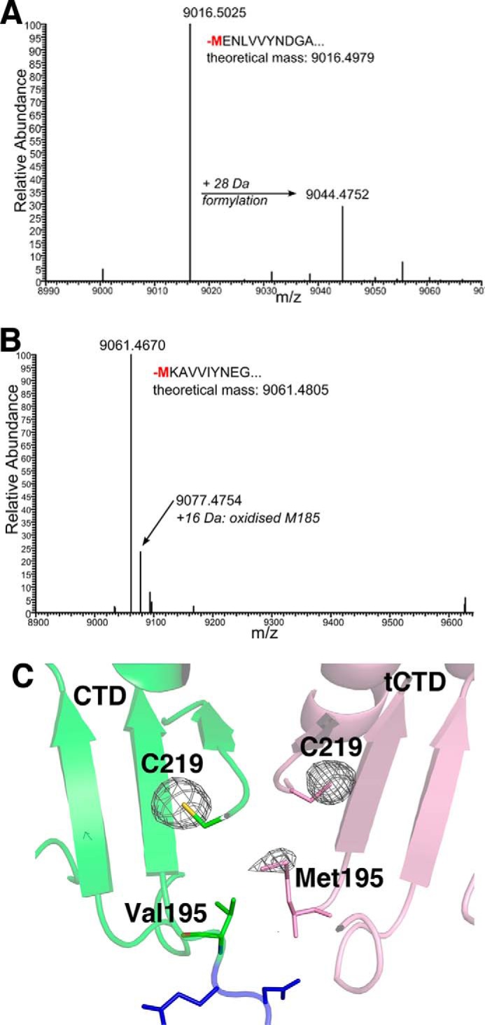 A, mass over charge (m/z) spectrum of the liquid chromatography fraction from wild-type CTP1L, showing the experimental mass of the truncated CBD containing a methionine. B, same spectrum for wild-type CS74L. C, anomalous difference map of the CTP1L crystal structure near the sulfur edge, showing the presence of a sulfur atom at the N terminus of the truncated CBD. The peaks of the phased anomalous difference density map are shown as a mesh at a contour level of 4σ.