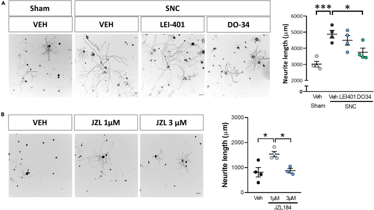 Endocannabinoid signaling promotes injury-induced neurite outgrowth(A) Representative images and graphs of ex vivo DRG neurite outgrowth (Tuj-1 positive cells) after in vivo sciatic nerve administration of 2-AG synthesis inhibitor (DO34), AEA synthesis inhibitor (LEI401) or vehicle (VEH) before sham surgery or sciatic nerve crush lesion (SNC) (n = 4 cultures from different nerves per group) (B) Representative images and graphs of in vitro DRG neurite outgrowth (Tuj-1 positive cells) 24h after vehicle (VEH), 1 μM or 3 μM of MAGL inhibitor (JZL184) administration (n = 3–4 different wells per group). Data are expressed as mean ±S.E.M. ∗p < 0.05 ∗∗∗p < 0.001 denote significant difference after ANOVA followed by Bonferroni post-hoc test. Scale bars 100 μm.
