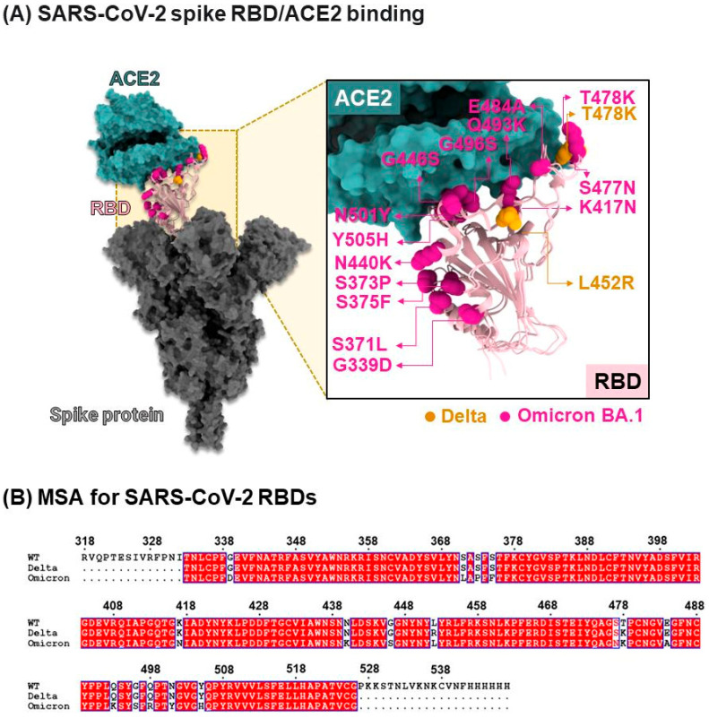 (A) Crystal structure of the spike receptor binding domain (RBD) in complex with ACE2 receptor (PDB ID: 7A94) [7]. (B) Sequence alignment of the wild-type (WT), Delta, and Omicron BA.1 variants of the RBD. Dots indicate gaps in the sequence alignment.