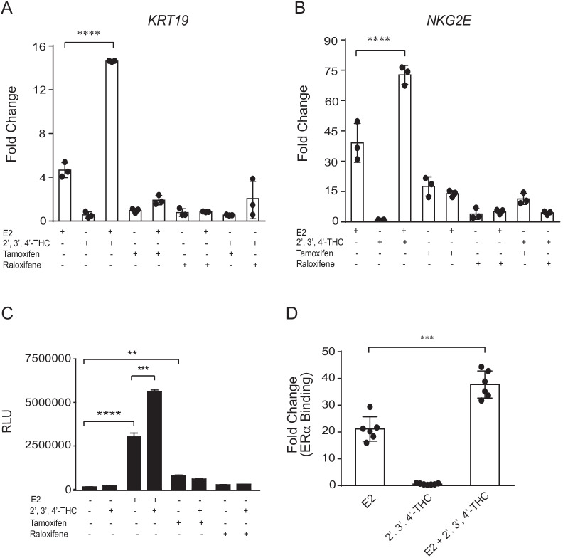 2′,3′,4′-THC acts differently from SERMs on gene transcription. A KRT19 and B NKG2E gene expression in U2OS-ERα cells treated with 10 nM E2 or 5 μM 2′,3′,4′-THC in the absence and presence of 1 μM tamoxifen or 1 μM raloxifene alone or in combination for 24 h. The mRNA levels were determined by qRT-PCR. C U2OS cells cotransfected with ERα and NKG2E-TK-Luc were treated with 10 nM E2, 5 μM 2′,3′,4′-THC, 5 μM tamoxifen, and 1 μM raloxifene alone or in combination for 24 h. Luciferase activities were measured with a luminometer. D ERα recruitment to the KRT19 ERE in U2OS-ERα cells was determined with ChIP assay after the cells were treated with 10 nM E2 and 5 μM 2′,3′,4′-THC alone or in combination for 2 h. The KRT19 gene was used because the ERE was previously characterized and the ERE in the reprogrammed genes is not known. The data shown are the mean of triplicate samples ± SE. The statistical significance was determined by one-way ANOVA followed by Tukey’s multiple comparisons post hoc test