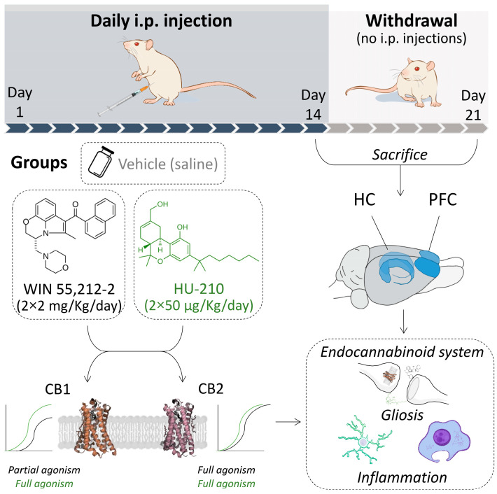 Representative scheme of experimental design involving administration period, doses, brain regions, and systems analyzed. Abbreviations: CB1, cannabinoid receptor type 1; CB2 cannabinoid receptor type 2; HC, hippocampus; PFC, prefrontal cortex. Abbreviations for genes, their protein products, and corresponding functions can be found in Table S1.