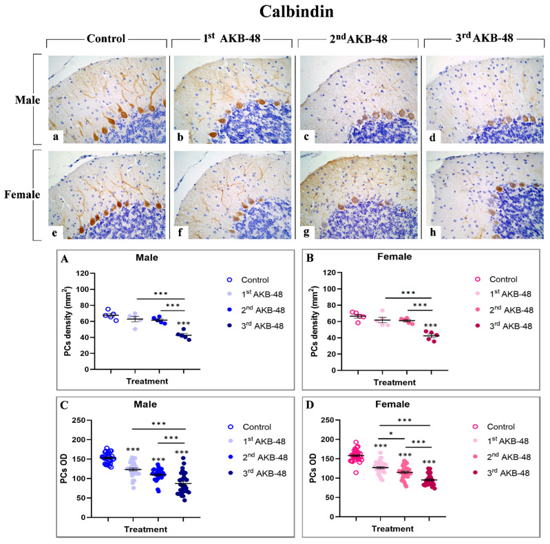 Immunohistochemical staining for calbindin in the cerebellar cortex of male and female mice, either untreated (control) or treated with increasing doses of AKB-48. Control (a,e), 1st AKB-48 dose (b,f), 2nd AKB-48 dose (c,g), and 3rd AKB-48 dose (d,h). Images (a–h), 40×. The histograms show the analysis of immunopositive PC density (mm2) in male and female mice (Panels (A) and (B), respectively), as well as immunolabeled PC OD (Panels (C) and (D) for males and females, respectively). * p < 0.05, *** p < 0.001. n = 5/group.