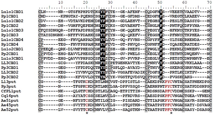 Multiple sequence alignment.Multiple sequence alignment was performed with individual CBD domains identified from peritrophins from P. papatasi and L. longipalpis. Pp1CBD1, Pp1CBD2, Pp1CBD3, and Pp1CBD4 are PpPer1 CBDs. Pp2CBD1 is the single CBD in PpPer2. Pp3CBD1 and Pp3CBD2 are the two CBDs identified in PpPer3. Lulo1CBD1, Lulo1CBD2, Lulo1CBD3, and Lulo1CBD4 are the four CBDs in LuloPer1. Lulo2CBD1 and Lulo3CBD1 are the single CBDs in LuloPer2 and in LuloPer3, respectively. Ll3CBD1 and Ll3CBD2 are CBDs in LlPer3. Pp3put and Ll3put are putative domains similar to CBDs identified in P. papatasi PpPer3 and in L. longipalpis Ll3Per3. Such putative domain sequences also were identified in the N-terminal region of C. felis PL1 - CfPl1put; C. quinquefasciatus conserved hypothetical protein - Cq16put; and A. aegypti Ae51put, Ae45put, and Ae52put. The six conserved cysteines are highlighted in grey with the conserved aromatic amino acids predicted to bind chitin shown in white with black highlight; HRM motifs are underlined. Conserved amino acid residues displayed exclusively by the putative CBD domain sequences are shown in red, and the additional cysteine residues are indicated by asterisk (*).