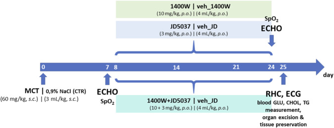 Experimental timeline diagram showing the induction of monocrotaline-induced pulmonary hypertension, as well as drug and vehicle administration schedules and key assessment timepoints from day 0 to day 25. Green, blue, and teal bands indicate treatments with 1400W, JD5037, their combination or relevant vehicles, including dosages and routes. Major assessments, such as blood oxygen saturation, echocardiography, right heart catheterization, and electrocardiography are marked at specific days. At the endpoint of experiment, tissues were collected and preserved for further analyses.