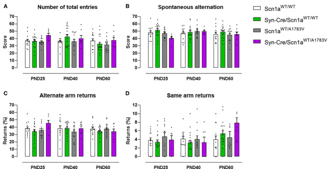 Evolution of different behavioral parameters recorded in the Y-maze in Syn-Cre/Scn1aWT/A1783V mice and their three control groups (Scn1aWT/WT, Syn-Cre/Scn1aWT/WT, and Scn1aWT/A1783V mice) measured at different postnatal days in the range PND25–PND60. Values are means ± SEM of 13–21 animals per group. Data were assessed by using two-way ANOVA for repeated measures followed by the Bonferroni test.