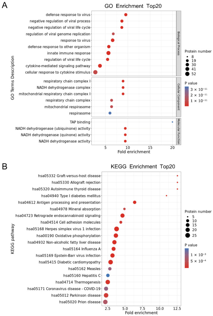 Functional enrichment and cluster analysis of differentially expressed proteins (DEPs) in the Baicalin and Control groups. (A) Gene Ontology (GO) enrichment analysis. The size of the dot represents the number of enriched genes and the color represents the significance level. (B) Kyoto Encyclopedia of Genes and Genomes (KEGG) pathway. The size of the dot represents the number of enriched genes and the color represents the significance level.