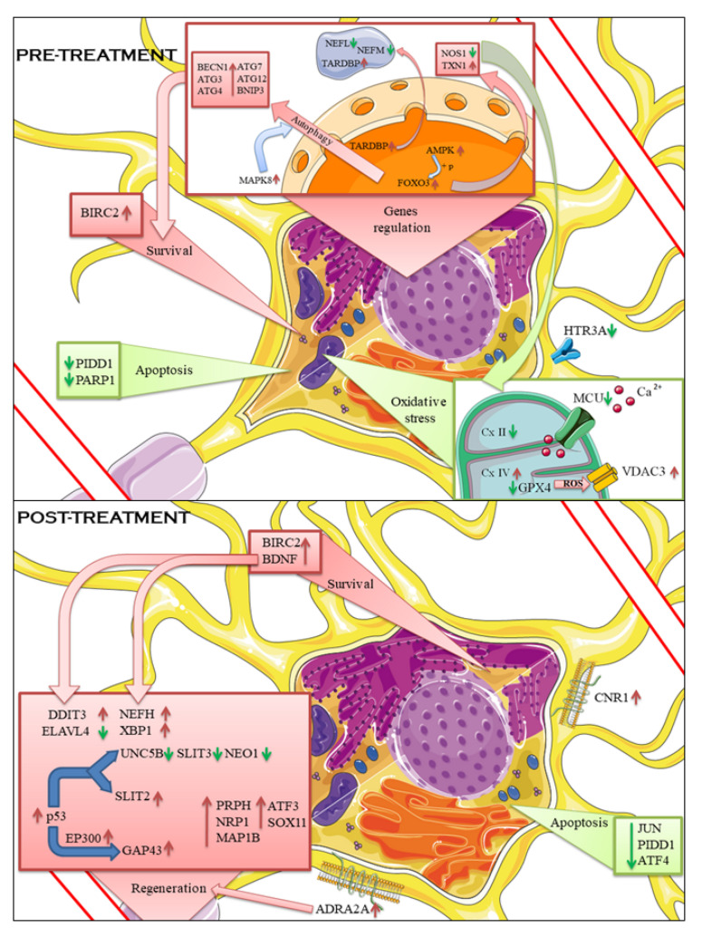 DEGs comparison between the two treatments with the biological process associated with them. Impaired processes and downregulation of genes are reported in green. Enhanced processes and upregulation of genes are reported in red. Pretreating the cells with CBG makes them more resistant to the outcomes of scratch injury. The regulation of oxidative stress seems triggered by FoxO3, which can also promote autophagy to get rid of the toxic aggregates in the cells, enhancing the survival of the cells. Treating the cells with CBG after scratch injury increases survival signaling while decreasing apoptotic ones. The amount of regeneration genes upregulated strongly points to a regenerative process occurring. Bdnf and p53 seem to be the main triggers of this process. The figure was drawn using the vector image bank of Servier Medical Art by Servier (smart.servier.com, accessed on 14 December 2021). It is licensed under a Creative Commons Attribution 3.0 Unported License (https://creativecommons.org/licenses/by/3.0/, accessed on 14 December 2021).