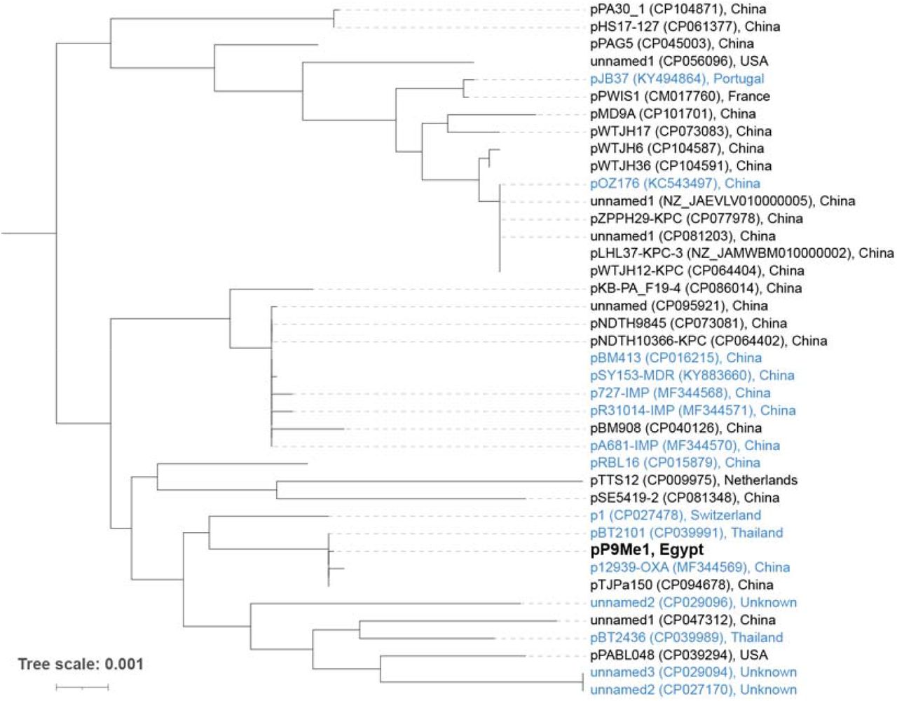 Phylogenetic (neighbour joining) tree showing relationships of megaplasmid pP9Me1 and other pBT2436-like megaplasmids.The tree, rooted at the midpoint, was built from a multiple-sequence alignment of 55,243 aa, comprising the sequences of 217/261 core proteins described by (Cazares et al., 2020). Plasmids shown in blue were defined as pBT2436-like by (Cazares et al., 2020), while those in black were identified as pBT2436-like in the current study. Scale bar, average number of amino acid substitutions per position. The three-clade structure for Pseudomonas plasmids seen here is similar to that generated by (Ramazanzadeh, 2021) for an analysis of 15 complete plasmid sequences of P. aeruginosa.