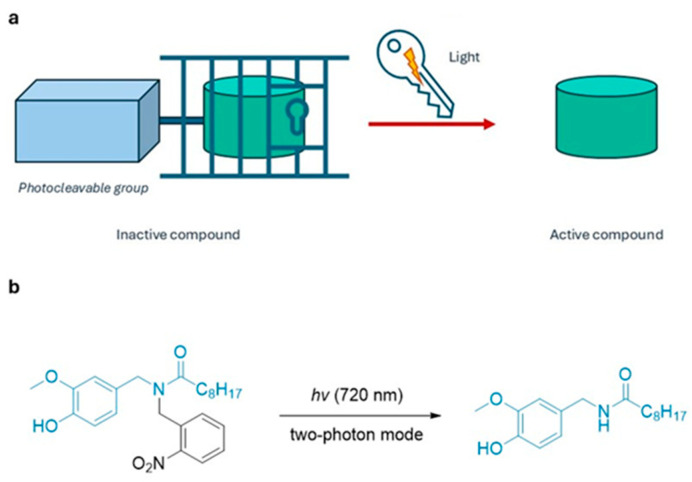 (a) Photocleavage control. Drugs are maintained in an inactive form by a photolabile protecting group, which is removed upon irradiation to release the active compound; (b) Photorelease of N-vanillylnonanoylamide (VNA) from caged VNAb) [12].