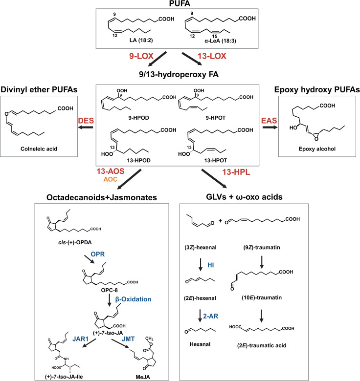 Key oxylipins in the oxylipin pathway. The oxylipin pathway starts with the hydroperoxidation of polyunsaturated fatty acids (PUFA) by lipoxygenase (LOX) enzymes. The position of oxygenation is either at the 9th or 13th carbon from the carbonyl end of the fatty acid. The resulting polyunsaturated hydroperoxides include 9-/13-hydroperoxy linoleic acid (9/13-HPOD) and 9-/13-hydroperoxy linolenic acid (9/13-HPOT). This reaction represents a key branchpoint for oxylipin biosynthesis and provides substrate for several enzymatic pathways, including allene oxide synthase (AOS), hydroperoxide lyase (HPL), divinyl ether synthase (DES), epoxy alcohol synthase (EAS) and peroxygenase (POX) pathways. The AOS and allene oxide cyclase (AOC) cascade leads to the formation of jasmonates (JAs), while the HPL branch leads to the production of green leaf volatiles (GLVs) and 12-oxo acids/traumatins. The other three pathways produce several groups of molecules that act in plant defense and signaling, including epoxy alcohols and divinyl ethers (e.g., colneleic acid). Abbreviations for compounds: α-LeA, α-linolenic acid; LA, Linoleic acid, 9-HPOD, (9S)-hydroperoxy-(10E,12Z)-octadecadienoic acid; 9-HPOT, (9S)-hydroperoxy-(10E,12Z,15Z)-octadecatrienoic acid; 13-HPOD, (13S)-hydroperoxy-(9Z,11E)-octadecadienoic acid; 13-HPOT, (13S)-hydroperoxy-(9Z,11E,15Z)- octadecatrienoic acid; epoxy alcohol, 13(S)-epoxy-9(S)-hydroxy-10(E)-octadecenoic acid; cis-(+)-OPDA, cis-(+)-12-oxo-phytodienoic acid; OPC-8, 3-oxo-2-(2-pentenyl)-cyclopentane-1-octanoic acid; (+)-7-iso-JA, jasmonic acid; (+)-7-iso-JA-Ile, jasmonic acid isoleucine conjugate;. (9Z)-traumatin, 12-oxo-(9Z)-dodecenoic acid; (10E)-traumatin, 12-oxo-(10E)-dodecenoic acid, (2E)-traumatic acid; (2E)-dodecanedioic acid; JAR1, jasmonoyl amino acid conjugate synthase; OPR, 12-oxo-phytodienoic acid reductase; AOC, allene oxide cyclase, HI, hexenal isomerase. 2-AR, 2-alkyl reductase.
