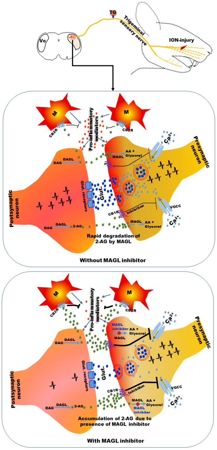 A possible mechanism of attenuation of neuropathic pain following infra-orbital nerve injury. 2-AG production in the brainstem trigeminal nucleus caudalis (Vc) may be increased by postsynaptic neurons because of exaggerated presynaptic neuronal activity under neuropathic pain conditions and rapidly degraded by MAGL. Prevention of the rapid degradation of 2-AG by JZL184 (an MAGL inhibitor) may increase its localized accumulation. Localized accumulation of 2-AG can act on CB1 receptors present in the presynaptic neurons and CB2 receptors present in microglia. Activation of CB1 receptors can inhibit voltage-gated Ca2+ channels (VGCCs), resulting in reduction of release of excitatory neurotransmitters from presynaptic neurons. Activation of CB2 receptors in microglia can inhibit the release of pro-inflammatory mediators. Reduction of release of excitatory neurotransmitters and pro-inflammatory mediators by accumulated 2-AG may cause attenuation of neuropathic pain symptoms. 2-AG: 2-arachydonoylglycerol; CB1R: cannabinoid 1 receptor; CB2R: cannabinoid 2 receptor; DAG: diacylglycerol; DAGL: diacylglycerol lipase; AA: arachidonic acid; MAGL: monoacylglycerol lipase; Glut.: glutamate; M: microglia.