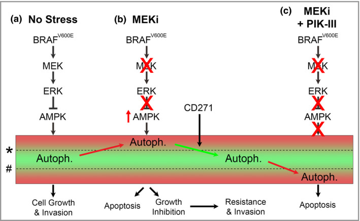 Hypothesized effect of mitogen‐activated protein kinase kinase (MEK) and autophagy inhibition on growth, survival and invasion of melanoma. (a) In normal growth conditions, activating BRAF mutations increase extracellular signal‐regulated kinase (ERK) signalling to inhibit adenosine monophosphate‐activated protein kinase (AMPK) and maintain autophagic activity (Autoph.) within survival limits. (b) MEK inhibitors (MEKi) de‐represses AMPK and allows autophagy to increase above the upper survival threshold (*) leading to activation of apoptosis or growth arrest. Subsequent activation of adaptive prosurvival signalling, such as CD271, contributes to drug resistance by lowering autophagic activity below the threshold for apoptosis, allowing reactivation of cell growth, proliferation and invasion. (c) Treatment of drug‐resistant melanoma with specific autophagy inhibitors, such as PIK‐III, reduces prosurvival autophagic activity below the lower survival threshold (#) leading to accumulation of cytotoxic by‐products and activation of apoptosis.