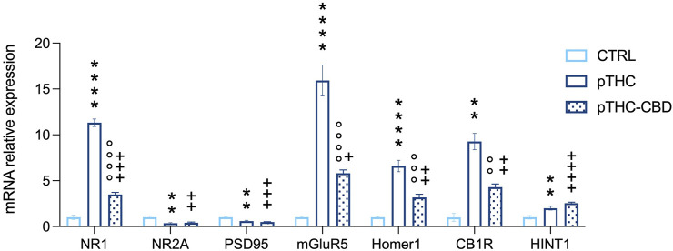 CBD (40 mg/kg) mitigates the abnormal mRNA relative expression levels of specific markers of excitatory plasticity and CB1R-related signaling in the hippocampus of pTHC-exposed (2 mg/kg, GD 5–20) adolescent rat offspring. Prenatal THC exposure increased the expression levels of the NMDAR NR1 subunit and decreased the levels of NR2A and PSD95, induced an increase in mGluR5, and its scaffolding partner Homer 1 isoform, and increased CB1R and HINT1 expression levels in the hippocampus of the adolescent male rat offspring. On the contrary, a decrease in NR1 subunit, mGluR5, Homer 1 and CB1R was detected in pTHC-CBD when compared to pTHC adolescent offspring. Each bar represents the mean of n = 6 rats; error bars indicate SEM.**pp < 0.01, ****pp < 0.0001, CTRL vs. pTHC; °°pp < 0.01, °°°pp < 0.001, °°°°pp < 0.0001, pTHC vs. pTHC-CBD; +pp < 0.05, ++pp < 0.01, +++pp < 0.001, ++++pp < 0.0001, pTHC-CBD vs. CTRL. CTRL, male rat offspring prenatally exposed to Veh; pTHC, male rat offspring prenatally exposed to THC; pTHC-CBD, male rat offspring prenatally exposed to THC and exposed to CBD in adolescence; NR1, ionotropic glutamate N-methyl-d-aspartate receptors (NMDARs) NR1 subunit; NR2A, NMDARs NR2A subunit; PSD95, scaffolding protein post-synaptic density-95; mGluR5, group I metabotropic glutamate receptor 5; CB1R, cannabinoid receptor type 1; HINT1, histidine triad nucleotide-binding protein 1.