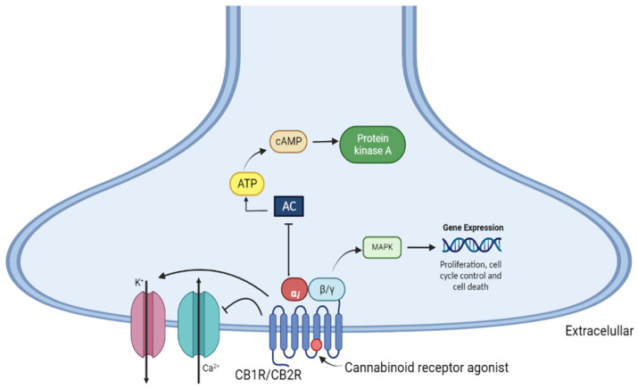 Mechanism of intracellular signaling via activation of CB1 and CB2 cannabinoid receptors. AC—adenylate cyclase, cAMP—cyclic adenosine monophosphate; ATP—adenosine triphosphate; MAPK—mitogen-activated protein kinase; PKA—protein kinase A.