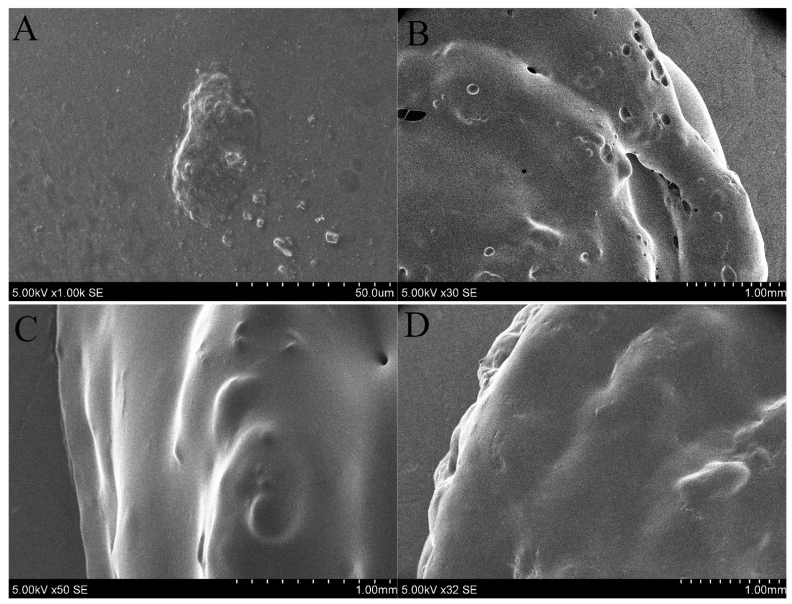 The visual representation via SEM analysis of the API crystals incorporated in the printlet (A), the porosity and its distribution of the experimental group gelatine–pectin printlets (B), and the visible layered structure (C,D) of the experimental group gelatine–pectin printlets.