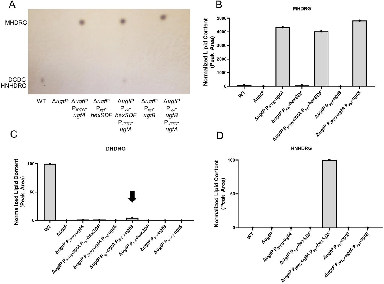 Loss of glycolipids alters growth and cell and colony morphology. A) Overnight cultures of WT EV, ΔugtA EV, and ΔugtA Pxyl-ugtA were subcultured into TY Thi10 1% xylose to an OD600 of 0.05 and growth was measured using OD600. Data are graphed as the mean and standard deviation of three replicates. B) 10-fold dilutions of overnight cultures of WT EV, ΔugtA EV, and ΔugtA Pxyl-ugtA grown in TY Thi10 were plated onto TY Thi10 1% xylose and the resulting colonies were imaged after 24 hours. C) Phase contrast microscopy and D) fluorescence microscopy using membrane stain FM4-64 of WT, ΔhexSDF, ΔugtB, and ΔugtA. Images shown are representative of three independent experiments. E) Cell length as calculated from at least 300 cells from three independent experiments. Dots represent individual cells and are colored red, yellow or blue to distinguish the three experiments. The mean of each experiment is indicated by a black circle, square or triangle. The horizontal bar and whiskers depict the mean and standard deviation of the three experiments. F) Septa/cell as calculated from at least 300 cells from three independent experiments. Data are graphed as the mean and standard deviation, with inverted triangles for individual cells. Percent of cells with >1 septa/cell are indicated. Statistical significance was assessed by one-way analysis of variance using Dunnett’s multiple-comparison test. **** p < 0.0001.