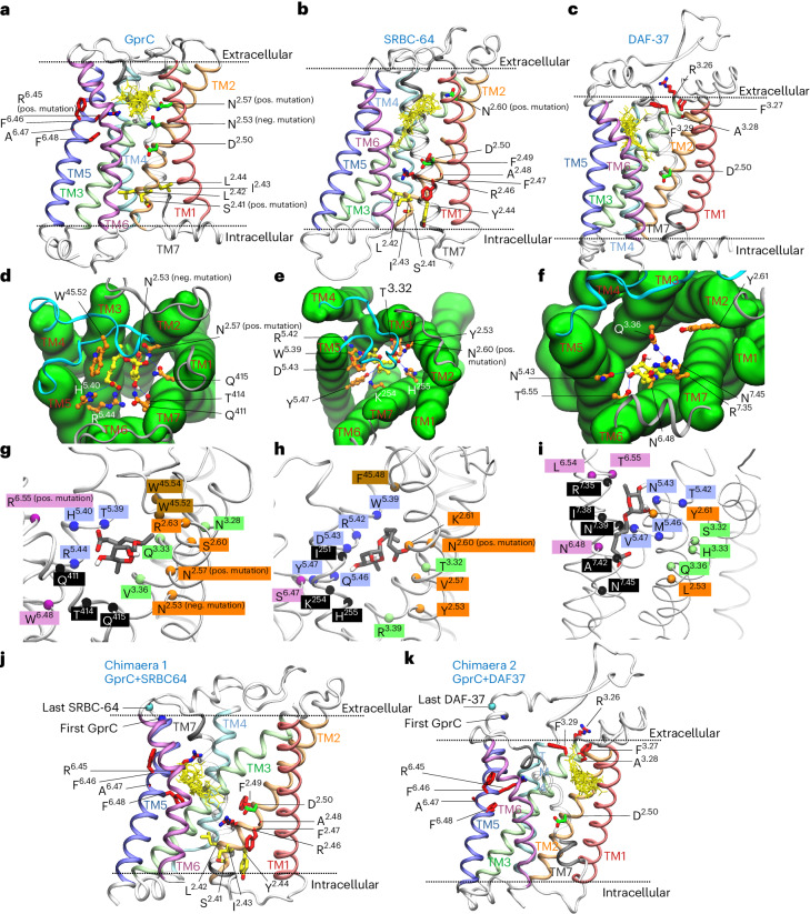 Docking models for different ascarosides and different GPCRs.a–c, Twenty-five binding poses of ascarosides #1, #2, #3, #5 and #18 (yellow) docked into different receptor models. A highly conserved Asp residue in TM2 is shown in green. Extracellular side on top, intracellular side at the bottom. d–f, Binding pose of ascaroside #1 from extracellular view showing conical arrangement of the receptor. Extracellular loop 2 is shown in blue. g–i, Binding pose of ascaroside #1 with all residues within 3.5 Å not considering glycine, proline or backbone atoms. j,k, Twenty-five binding poses of the five ascarosides (yellow) docked into chimaeric receptors.