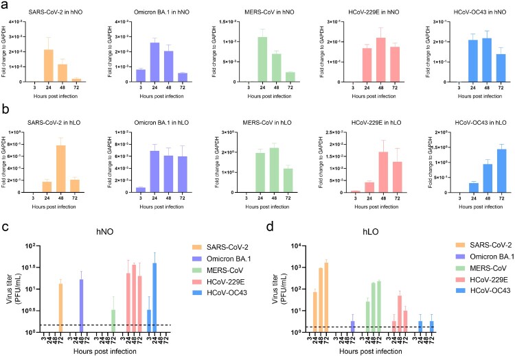 Human respiratory organoids support replication of HCoVs. (a) Differential sgRNA replication activity of five HCoVs in hNO cells. (b) Differential sgRNA replication activity of five HCoVs in hLO cells. (c) Variation in the viral titres of five HCoVs in the culture supernatant of hNO cells. Dashed line: the lowest limit of detection threshold. (d) Variation in the viral titres of five HCoVs in the culture supernatant of hLO cells. Dashed line: the lowest limit of detection threshold. hNOs and hLOs were infected with five HCoVs respectively (MOI = 0.1). Samples were harvested at 3, 24, 48 and 72 hpi (n = 3). Viral load in organoid cells was quantified by qRT-PCR and viral load in culture supernatant was quantified by plaque assay. Error bars represent the mean ± SEM.