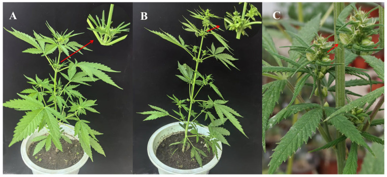 Male and female flower morphology of hemp. Note: (A): Dioecious male flowers, (B): Dioecious female flowers, (C): Monoecious male and female flowers. The red arrow points to a magnified inset showing a detailed view of the specified region. Photos were taken in the greenhouse of Institute of Industrial Crops, Heilongjiang Academy of Agricultural Sciences by the corresponding author Lili Tang.