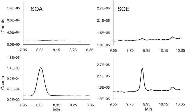 Extracted ion chromatograms of SQE (137 m/z) and SQA (113 m/z) quantifying ions in unmodified (Top chromatograms) and spiked (1.5 μg/ml) human BALF (Lower chromatograms).
