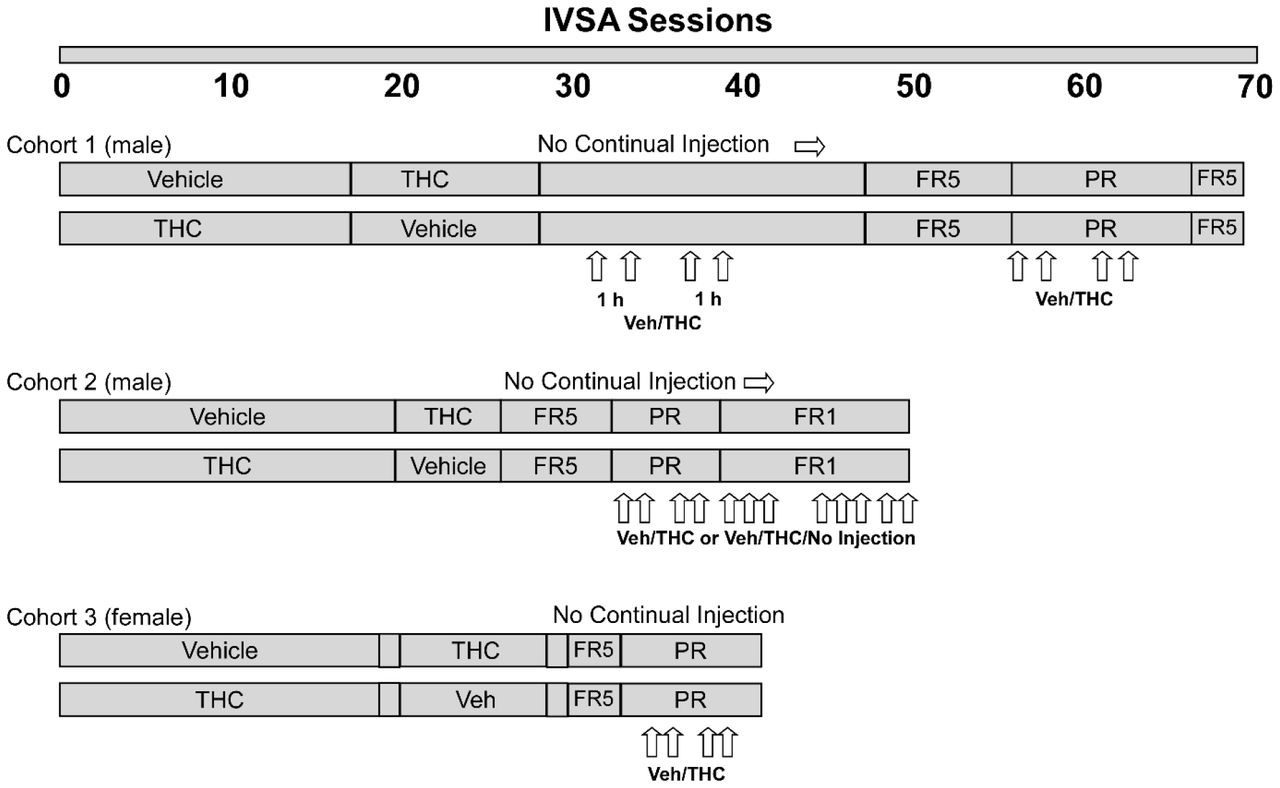 Timeline of experiments for the groups within each Cohort by IVSA session.