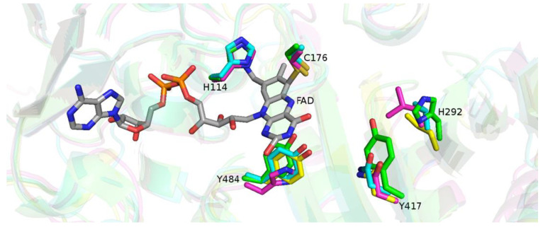 Alignment of critical residues in THCA synthase and the orthologues.