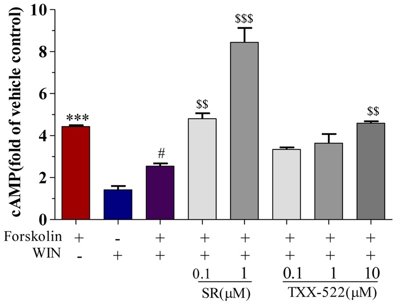 Effect of TXX-522 on WIN 55,212-2-mediated inhibition of forskolin-induced cAMP accumulation in CHO cells expressing human cannabinoid receptor 1 (CB1R). Data are expressed relative to cAMP level in control cells. Cells were exposed to 0.1 μmol/L forskolin. WIN, WIN 55,212-2 (1 μmol/L); SR, SR141716A. Data are means ± SEM, ∗∗∗P < 0.001 vs. vehicle control cells; #P < 0.05 vs. forskolin-treated cells; $$P < 0.01, $$$P < 0.001 vs. forskolin plus WIN-treated cells.